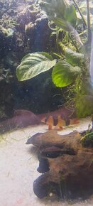 Predám akvarium - 2