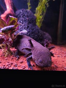 Predám Čierneho Axolotla - 2