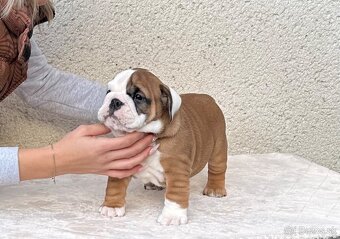 Anglicky Bulldog, buldog, buldok, englische bulldogge - 2