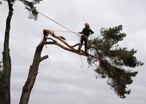 Arboristika /Rizikové pílenie stromov /Výrub stromov - 2