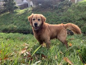 Zlaty retriever - 2