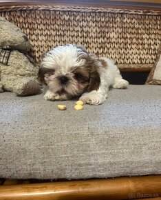 Shih tzu - 2