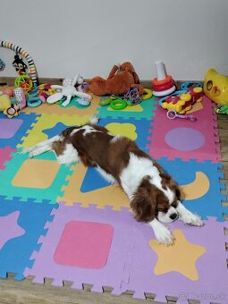 Cavalier King Charles spaniel blenheim na krytie - 2