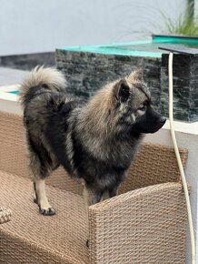 Eurasier s PP na predaj - 2