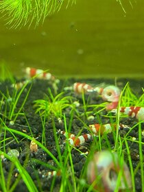 Krevety Caridina crystal red - 2