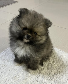 Pomeranian - 2