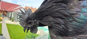 Násadové vajíčka ayam cemani - 2