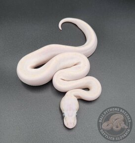 Python Regius  - Ball Python - 2