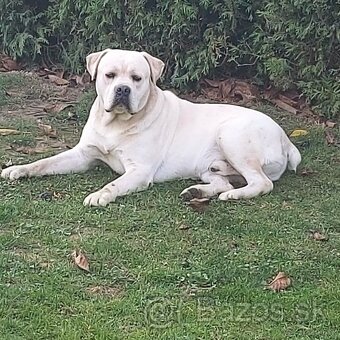 Cane corso - 2