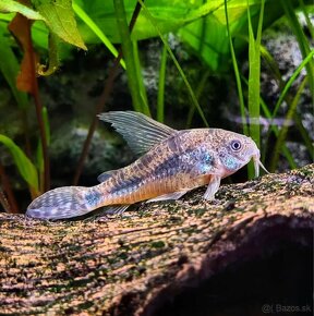 Pancierniček Corydoras paleatus - 2