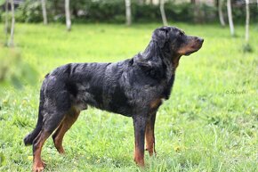 Beauceron - 2