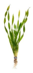 Vallisneria - 2