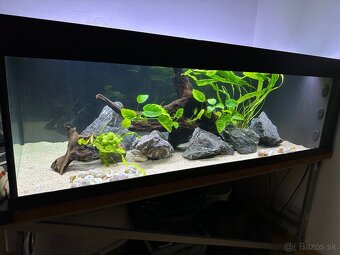 Akvárium, Akvarium - 2