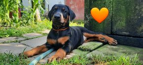 Doberman šteniatka - 2