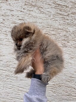 Špic Pomeranian psík - 2