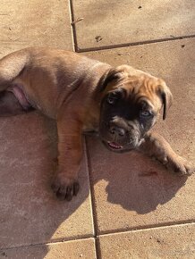 Cane Corso šteniatka - 2