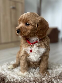 Maltipoo - 2