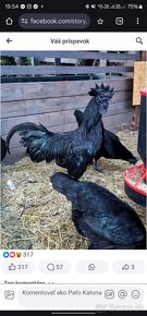 4 tyzdnove kuriatka Ayam Cemani - 2