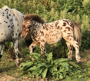 Appaloosa poník - 2