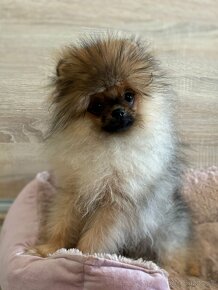 Pomeranian - 2