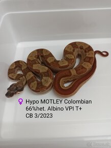 Boa Constrictor VPI T+ - 2