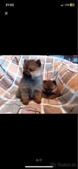 Pomeranian - 2