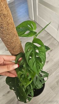 Monstera adansonii - 2