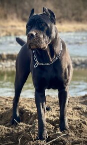 Cane Corso FCI Errant of North - 2