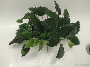 Anubias na koreni - 2