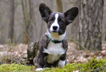 Welsh Corgi Cardigan - Krásný kluk s rodokmenem FCI - 2