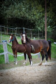 Kobylka Welsh cob D - 2