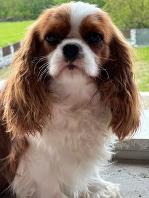 Cavalier king Charles Španiel - 2