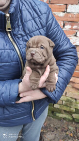 Sharpei,Sarpej - 2