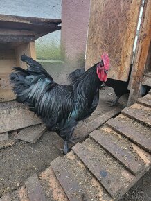 Kohuty australorp - 2