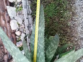 Aloe Vera - 2