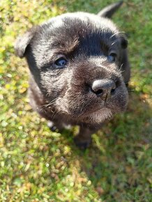 Kríženec Labladora+Shiba inu - 2