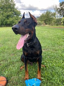 Doberman na krytie - 2