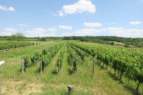 Vinica na predaj v Gbelciach. - 2