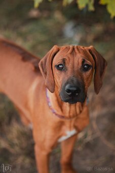 Rodézsky Ridgeback - 2