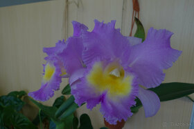 Blc. Triumphal Coronation CT-Spring Beauty - 2