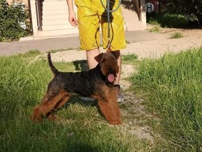 Welshterrier - 2