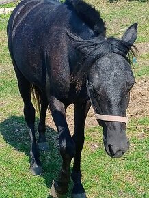 Welsh sportovy pony kobylu deres - 2