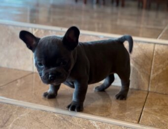 American Bully Micro - 2