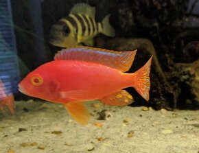 AULONOCARA FIREFISH CORAL RED ALBINO - 2