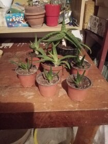 Kaktus Aloe vera - 2