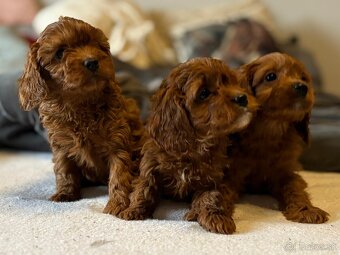 Cavapoo - 2