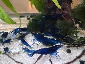 Modré krevetky Neocaridina Blue dream 10ks - 2