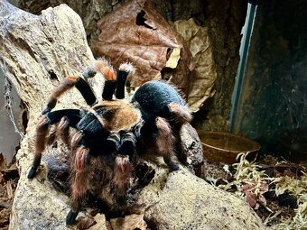 Predám pavúka Brachypelma boehmei aj s výbavou - 2