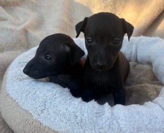 Taliansky chrtík (Italian greyhound) - 2