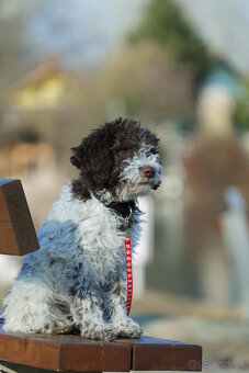 LAGOTTO ROMAGNOLO STENIATKO s PP papiermi - 2